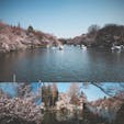 井の頭公園の桜🌸今週が見頃ですキレイでした〜