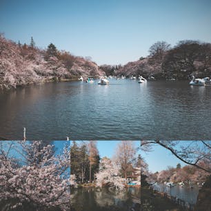井の頭公園の桜🌸今週が見頃ですキレイでした〜