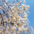 東京の桜🌸🌸🌸
