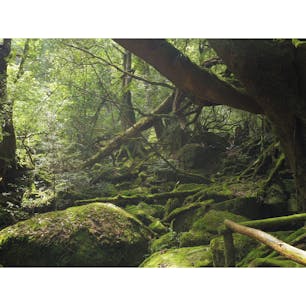 鹿児島:屋久島 苔むす森