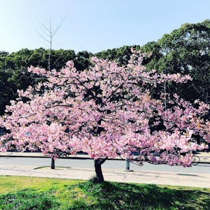 大阪
長居公園の桜🌸
