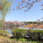上野恩賜公園・不忍池と桜🌸
#上野公園 #桜 #お花見