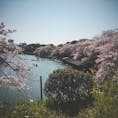 千鳥ヶ淵の桜🌸散り桜と菜の花がとっても綺麗でした！来週には葉桜かなぁ。