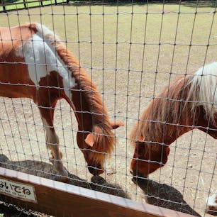 伊香保グリーン牧場