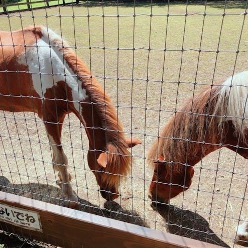 伊香保グリーン牧場