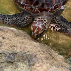 奄美海洋展示館(奄美大島)

ウミガメの餌やり(笑)