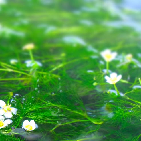 醒井 地蔵川の梅花藻