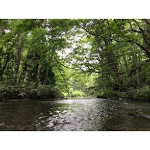 青森県 奥入瀬渓流
夏でもすごく涼しく散歩しやすかったです。