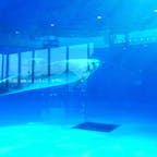 山口県下関市
海響館内イルカの見えるレストラン
ここでは、水槽の中で泳ぐイルカを間近に見ることができ、ガラスに外の景色が反射して幻想的な世界が広がります。