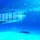 山口県下関市
海響館内イルカの見えるレストラン
ここでは、水槽の中で泳ぐイルカを間近に見ることができ、ガラスに外の景色が反射して幻想的な世界が広がります。
