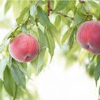 #いいじまフルーツ観光園 #山梨
2018年7月

せっかく桃がりに来たのに自分で選んでもいだ桃より
農家さんが選んで冷やしといてくれてる桃が美味しすぎて
2個目以降全部そっちを食べた😆🍑笑
