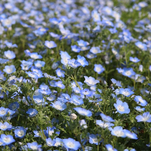 国営ひたち海浜公園