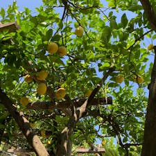 南イタリアのレモンの木🍋