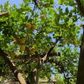 南イタリアのレモンの木🍋