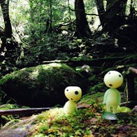 屋久島 白谷雲水峡
もののけ姫の森