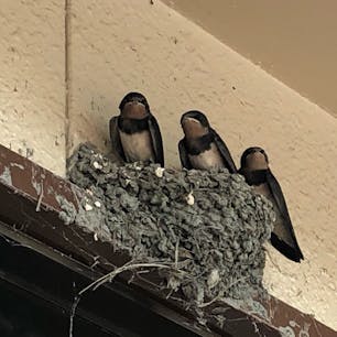 賤ヶ岳SAのツバメの親子