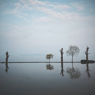 #滋賀
#琵琶湖 脇の田んぼ