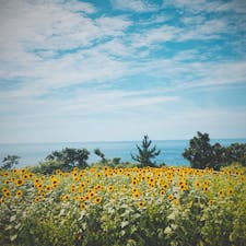 青い空と青い海と黄色いひまわり
相川ひまわり園
*0809