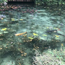 岐阜県関市の『名も無き池』(通称：モネの池)