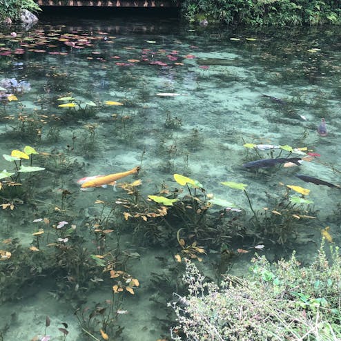 モネの池・根道神社