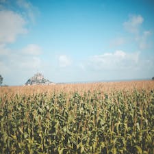 モンサンミッシェルとトウモロコシ畑