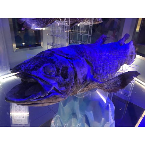沼津港深海水族館 シーラカンス・ミュージアム