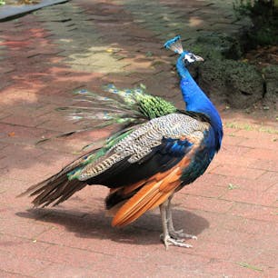 Korea 韓国 Jeju island 済州島 Hallim 翰林 Hallim park 翰林公園 ハンリム公園
広大な敷地に植物園、洞窟、鳥類園が併設された私設公園🌴
クジャクが放し飼いになっていて、綺麗な羽を気まぐれに見れてくれる🦚
洞窟も大規模で子どもの冒険心を満たしてくれる。