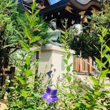 京都
晴明神社
社紋は五芒星とも呼ばれる晴明桔梗。境内に桔梗が咲く時期限定で「桔梗守」が授与されます。