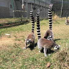 日本モンキーセンター
ここではワオキツネザルを、檻の外からではなく人も同じ空間に入って間近で観察することができます。