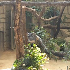 名古屋の東山動物園。
3月来園時、コアラの赤ちゃん発見！