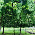 山梨県勝沼のぶどう畑🍇
勝沼ぶどう郷周辺を散策