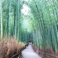 #京都
#嵐山
#竹林の道