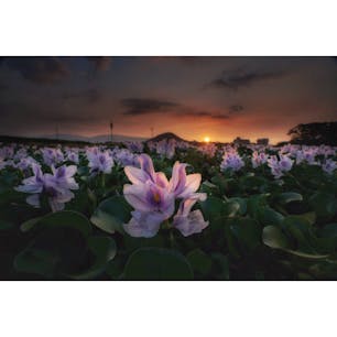 奈良、本薬師寺跡のホテイアオイ