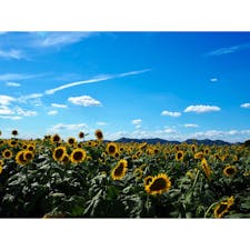 #笠岡ベイファーム
#岡山
#ひまわり
#8月
#観光スポット

今年は背が去年の1.5倍だそうです。
たしかに、去年よりも高かった。
そして、近くの笠岡ジェラート工房のジェラートがオススメ。
ミルクとパセリ！うまい！ミルクは採れたて。野菜も育てた野菜で新鮮だそうです。パセリ…え…って思われる方こそぜひ食べてみてほしい、パセリ好きなら感激ものです。