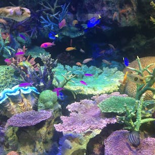 池袋のサンシャイン水族館🐟