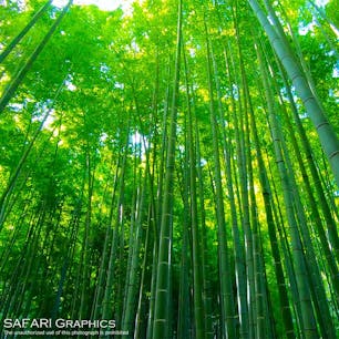 神奈川県鎌倉市にある臨済宗建長寺派の寺院、報国寺。境内には竹林が生い茂る「竹の庭」があり、日差しを遮るほどに天高くそびえています。東京から約1時間で味わえるわびさびの世界。浴衣を着てしっとりと過ごしたいお出かけスポットです🎋 #鎌倉 #報国寺