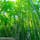 神奈川県鎌倉市にある臨済宗建長寺派の寺院、報国寺。境内には竹林が生い茂る「竹の庭」があり、日差しを遮るほどに天高くそびえています。東京から約1時間で味わえるわびさびの世界。浴衣を着てしっとりと過ごしたいお出かけスポットです🎋 #鎌倉 #報国寺