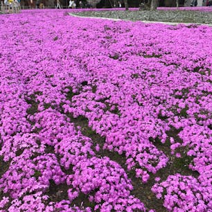 富士芝桜まつり