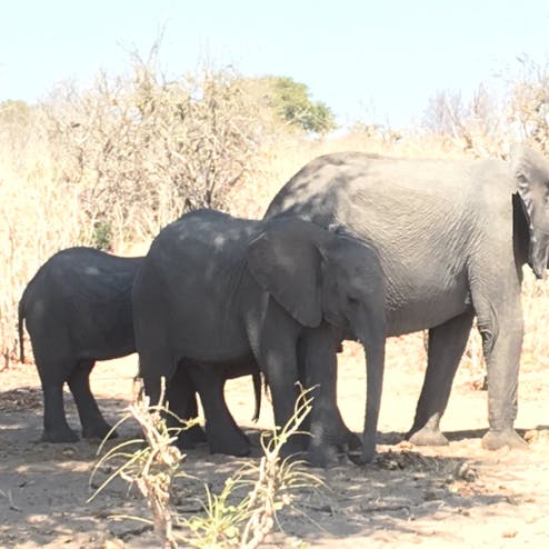 チョベ国立公園