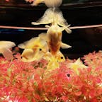 金魚で感じる日本の夏

#金魚#アートアクアリウム#日本#東京