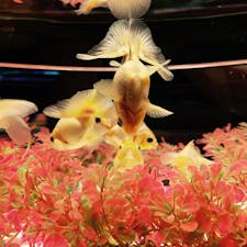 金魚で感じる日本の夏

#金魚#アートアクアリウム#日本#東京