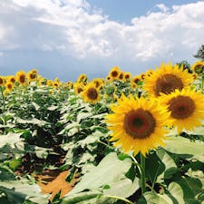 2019.08.26 山梨フラワーフェスタ