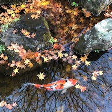 京都、大原三千院。