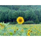 2019年8月14日 #オクシズ
満開ではなかったけど良き ☺︎