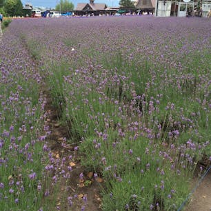 富良野のファーム富田。
ラベンダーの見頃は少し過ぎていましたが、一面紫色でとても綺麗でした🌷