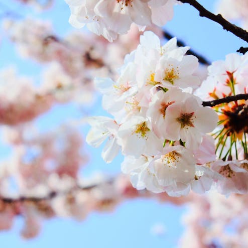 淡路島国営明石海峡公園