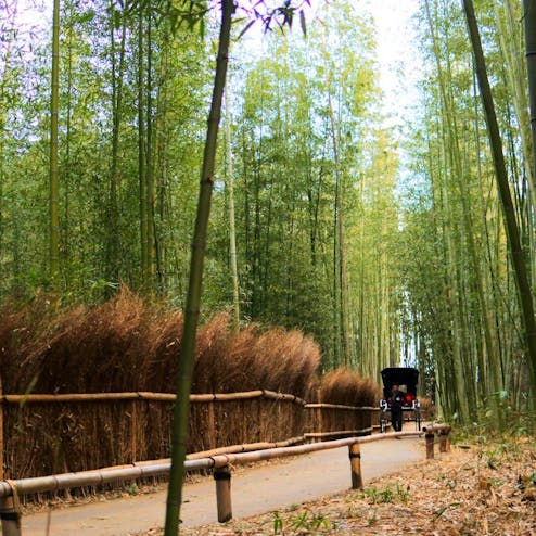 嵐山 竹林の小径