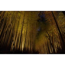 京都祭り:竹林 花灯籠