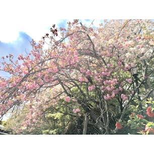 2018/4/8

龍安寺

龍安寺と言えば石庭ですが、皆さん載せるかなぁと思うのであえてその他を載せます


石庭ももちろん感動しましたが、自然が綺麗でした。広くて見応えがありました。