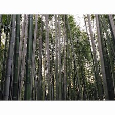 2018/4/8

竹林の小径

出来れば人が少ない時期、時間帯にまた行きたいです。

夕方に行ったのですが、もう少し時間帯選べばよかったかなぁと思いました。日の差し込み方とか違うのかなぁ…
いつが一番いいんだろう？